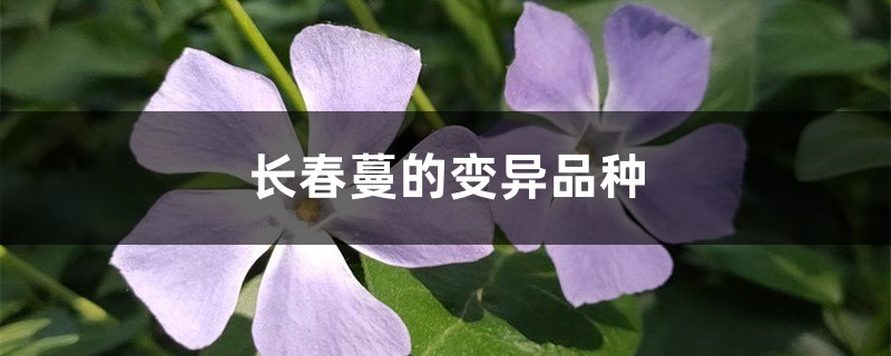 长春蔓的变异品种 长春蔓的变异品种