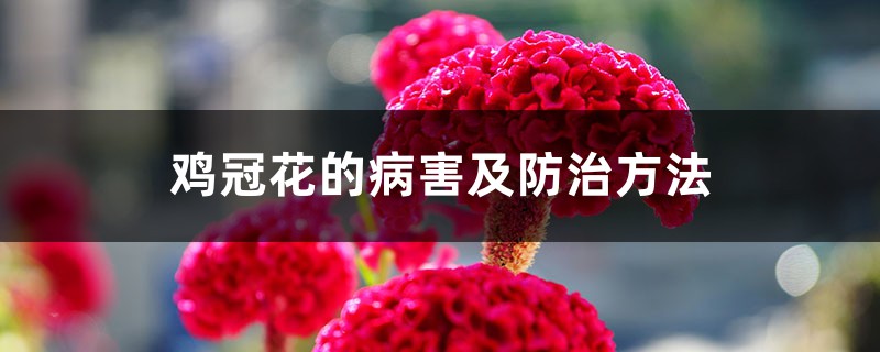鸡冠花的病害及防治方法 鸡冠花的病害及防治方法