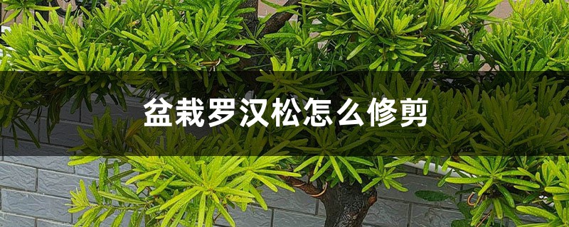 盆栽罗汉松怎么修剪 盆栽罗汉松怎么修剪