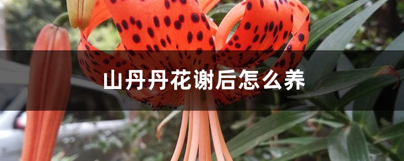 山丹丹花谢后怎么养 山丹丹花谢后怎么养