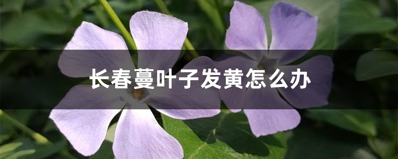 长春蔓叶子发黄怎么办 长春蔓叶子发黄怎么办