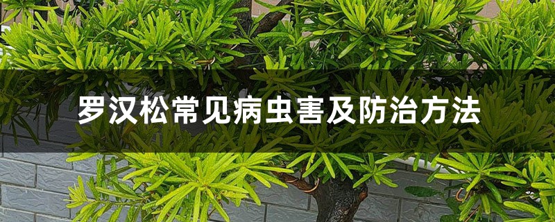 罗汉松常见病虫害及防治方法 罗汉松常见病虫害及防治方法