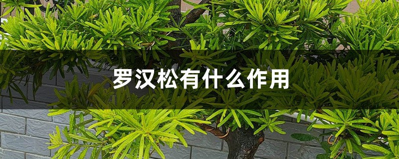 罗汉松有什么作用 罗汉松有什么作用