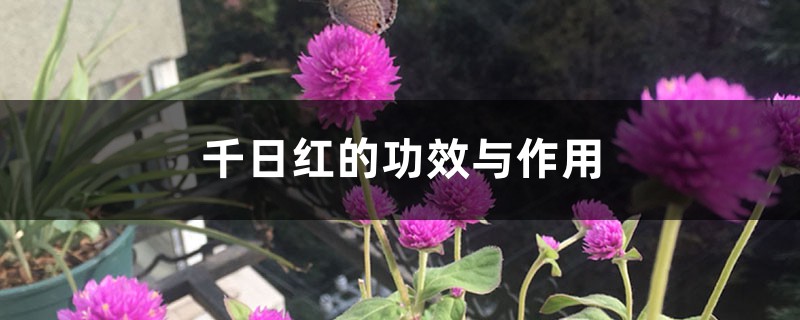 千日红的功效与作用 千日红的功效与作用