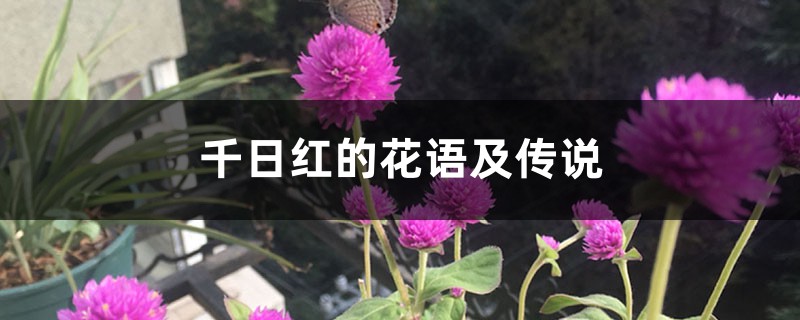 千日红的花语及传说 千日红的花语及传说