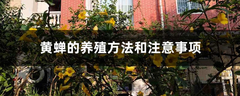 黄蝉的养殖方法和注意事项 黄蝉的养殖方法和注意事项