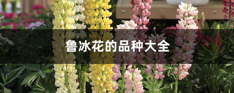 鲁冰花的品种大全 鲁冰花的品种大全