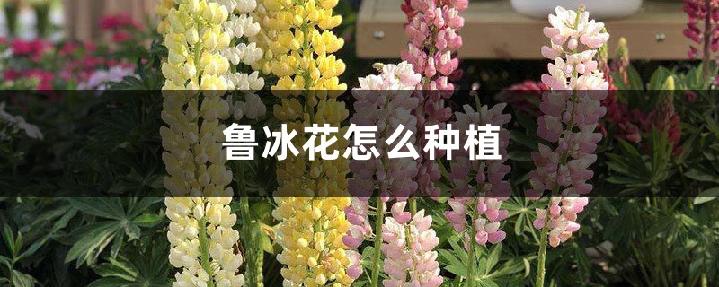 鲁冰花怎么种植 鲁冰花怎么种植