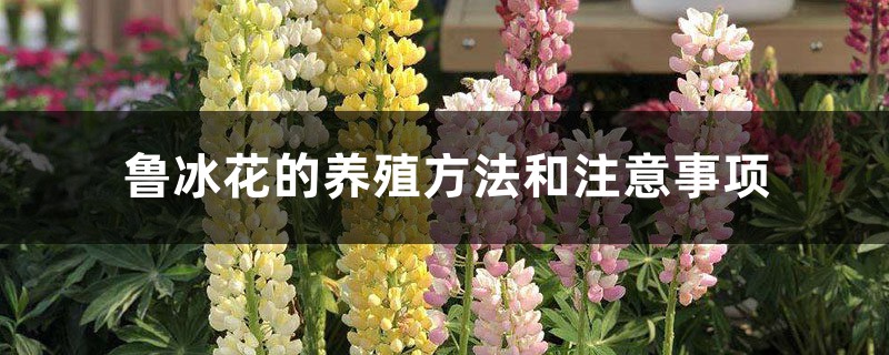 鲁冰花的养殖方法和注意事项 鲁冰花的养殖方法和注意事项