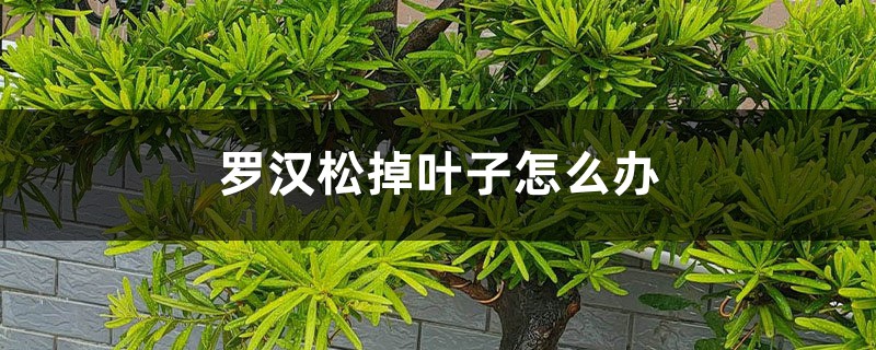 罗汉松掉叶子怎么办 罗汉松掉叶子怎么办