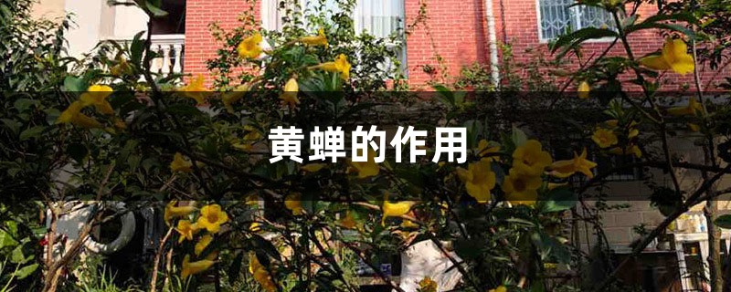 黄蝉的作用 黄蝉的作用