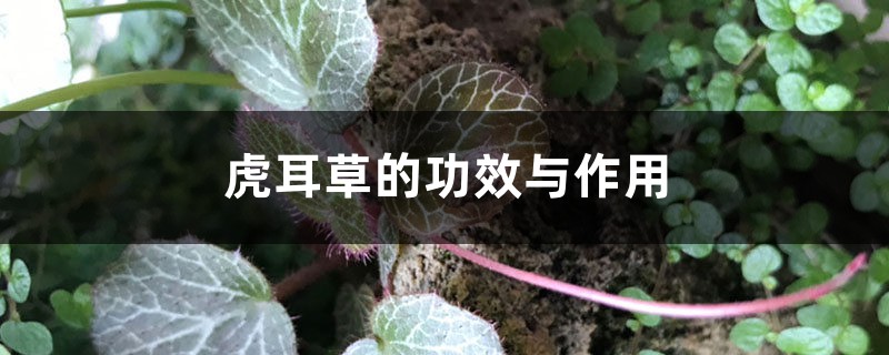 虎耳草的功效与作用 虎耳草的功效与作用
