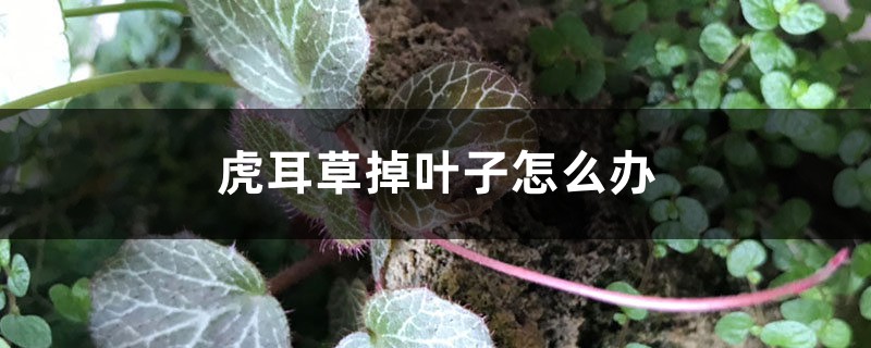 虎耳草掉叶子怎么办 虎耳草掉叶子怎么办