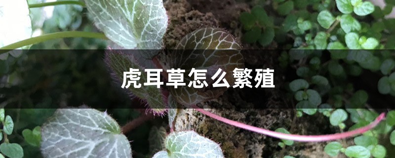 虎耳草怎么繁殖 虎耳草怎么繁殖