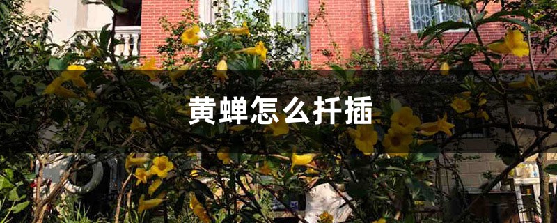 黄蝉怎么扦插 黄蝉怎么扦插