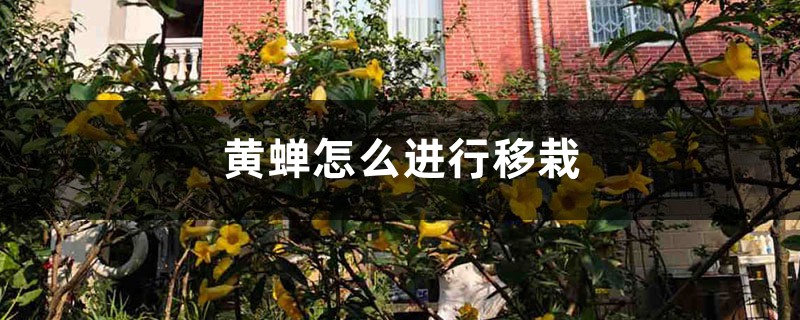 黄蝉怎么进行移栽 黄蝉怎么进行移栽