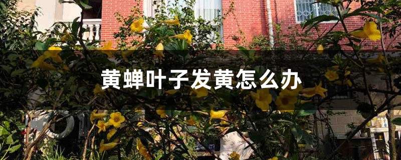 黄蝉叶子发黄怎么办 黄蝉叶子发黄怎么办