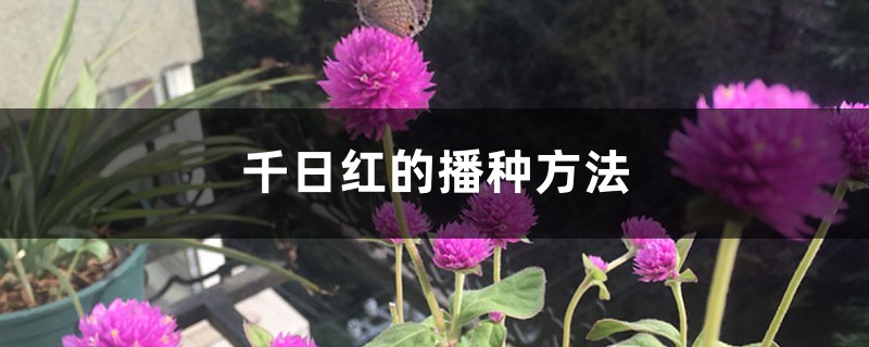 千日红的播种方法 千日红的播种方法