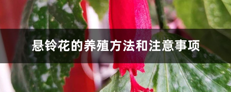 悬铃花的养殖方法和注意事项 悬铃花的养殖方法和注意事项