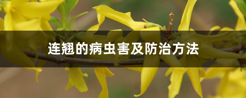 连翘的病虫害及防治方法 连翘的病虫害及防治方法