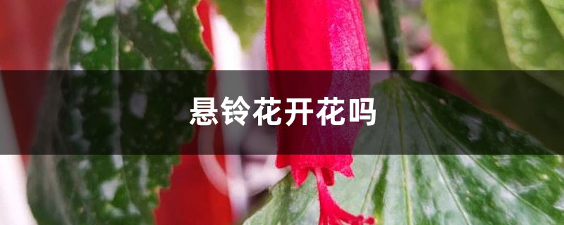 悬铃花开花吗 悬铃花开花吗