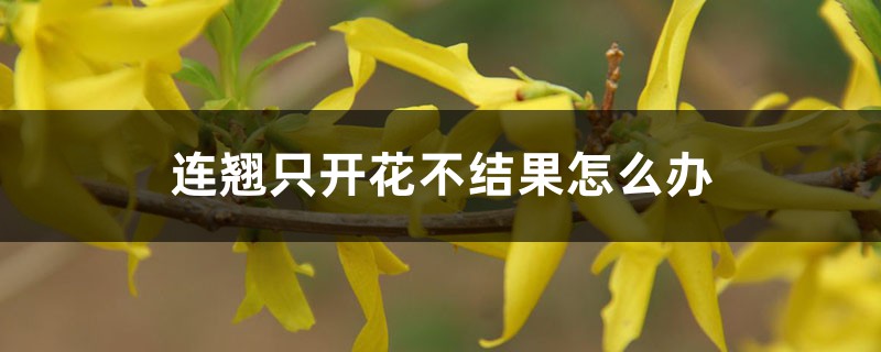 连翘只开花不结果怎么办 连翘只开花不结果怎么办