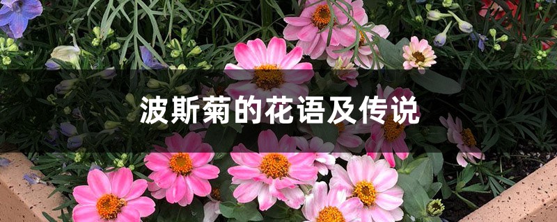 波斯菊的花语及传说 波斯菊的花语及传说
