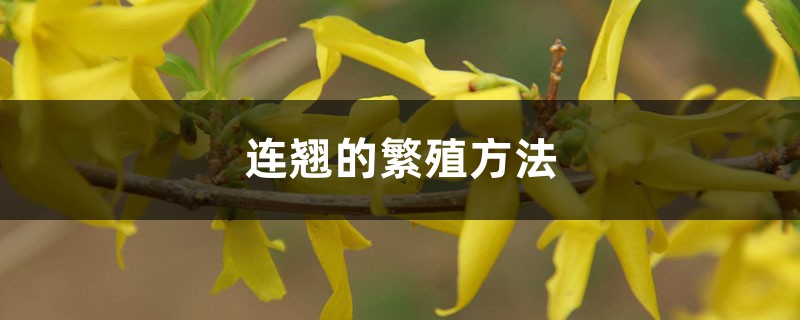 连翘的繁殖方法 连翘的繁殖方法
