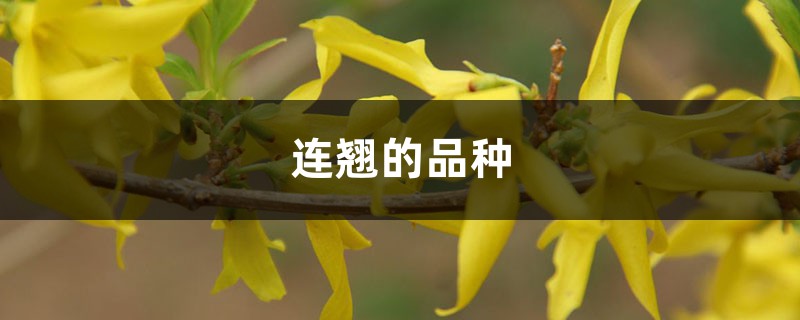 连翘的品种 连翘的品种