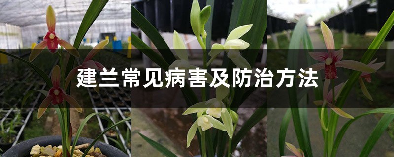 建兰常见病害及防治方法 建兰常见病害及防治方法