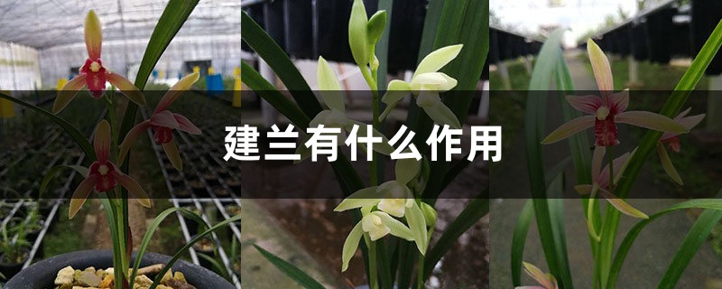 建兰有什么作用 建兰有什么作用