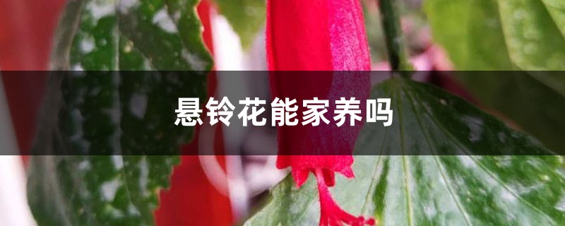 悬铃花能家养吗 悬铃花能家养吗