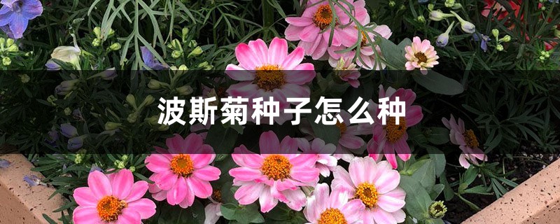 波斯菊种子怎么种 波斯菊种子怎么种