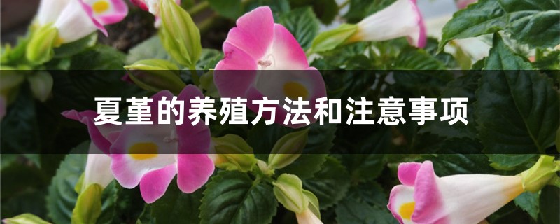 夏堇的养殖方法和注意事项 夏堇的养殖方法和注意事项