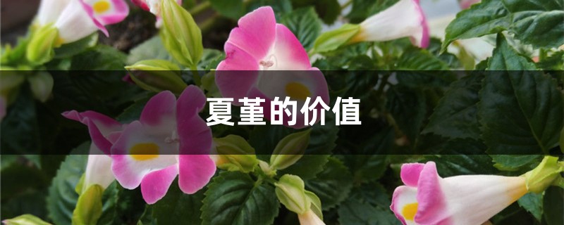 夏堇的价值 夏堇的价值