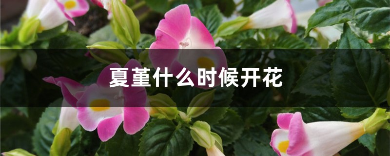 夏堇什么时候开花 夏堇什么时候开花
