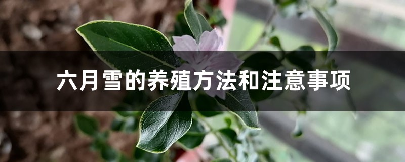 六月雪的养殖方法和注意事项 六月雪的养殖方法和注意事项