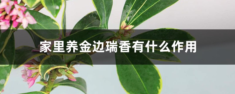 家里养金边瑞香有什么作用 家里养金边瑞香有什么作用
