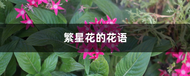 繁星花的花语 繁星花的花语