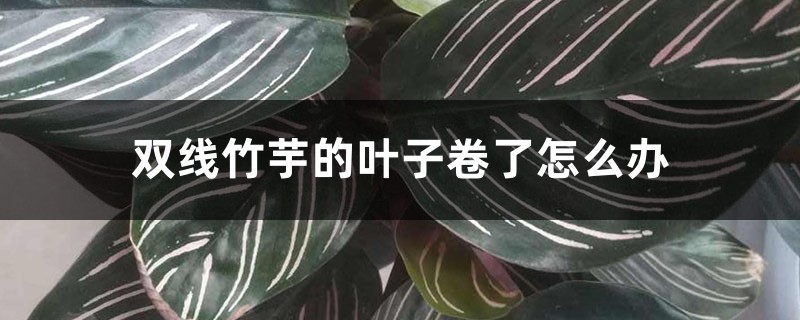 双线竹芋的叶子卷了怎么办 双线竹芋的叶子卷了怎么办