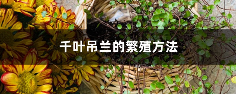 千叶吊兰的繁殖方法 千叶吊兰的繁殖方法