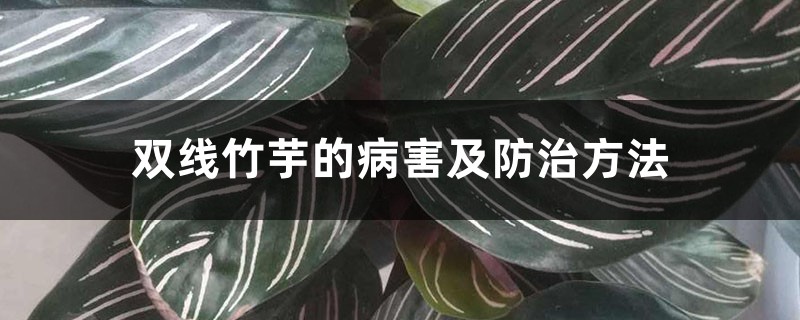 双线竹芋的病害及防治方法 双线竹芋的病害及防治方法