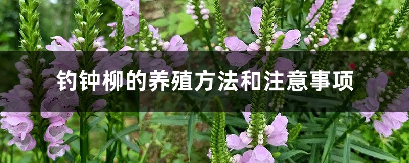 钓钟柳的养殖方法和注意事项 钓钟柳的养殖方法和注意事项