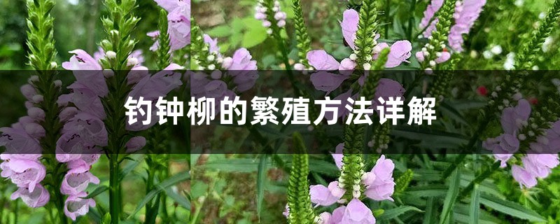 钓钟柳的繁殖方法详解 钓钟柳的繁殖方法详解