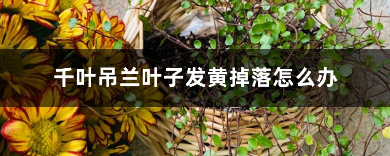 千叶吊兰叶子发黄掉落怎么办 千叶吊兰叶子发黄掉落怎么办