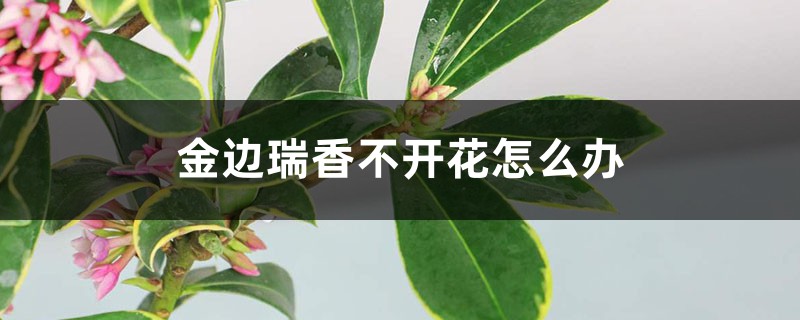 金边瑞香不开花怎么办 金边瑞香不开花怎么办