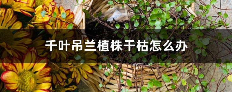 千叶吊兰植株干枯怎么办 千叶吊兰植株干枯怎么办