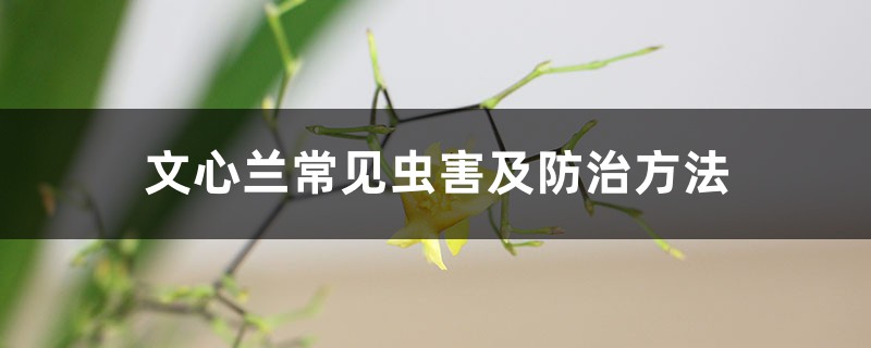 文心兰常见虫害及防治方法 文心兰常见虫害及防治方法