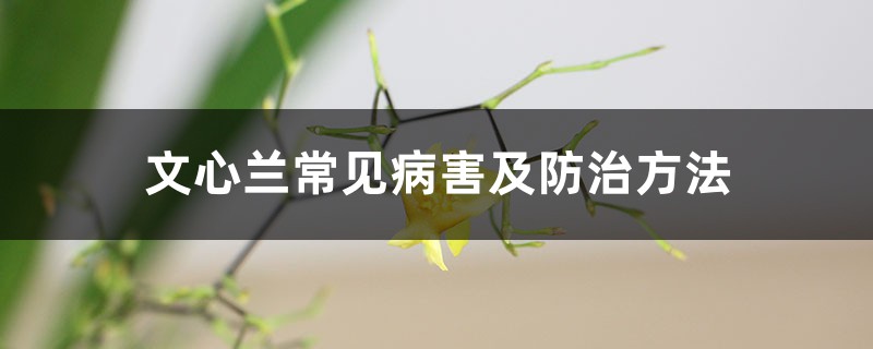 文心兰常见病害及防治方法 文心兰常见病害及防治方法