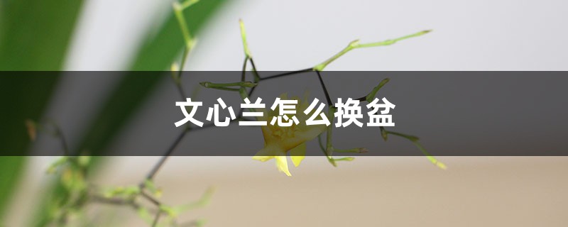 文心兰怎么换盆 文心兰怎么换盆